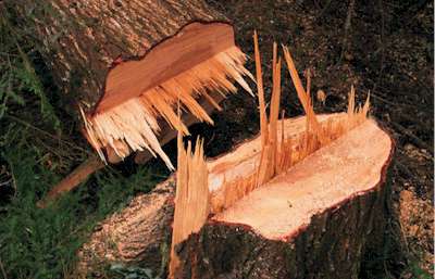 Mosman Tree Removal